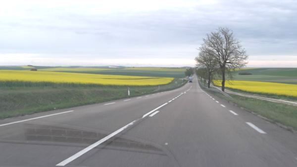 canola