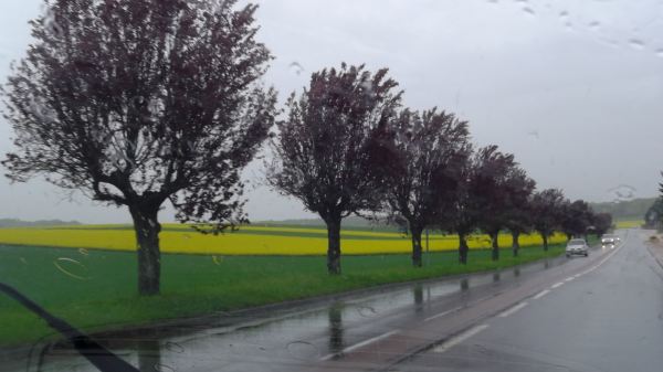 canola