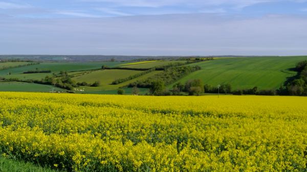canola