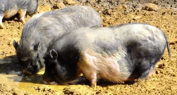 ddpigs