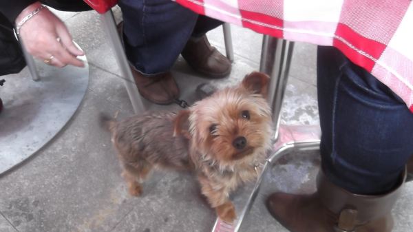 dog