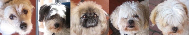 dogs2