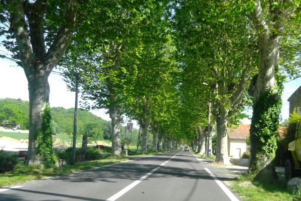 laan1