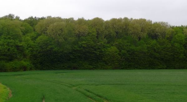 meadow