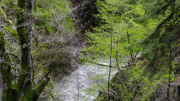 stream
