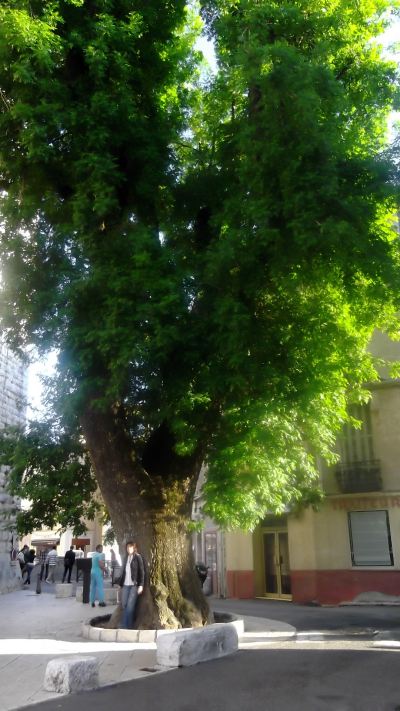 tree