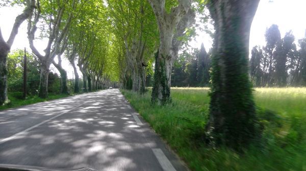 trees3