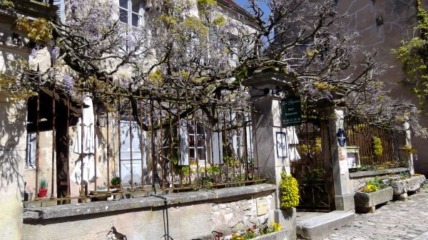 wisteria