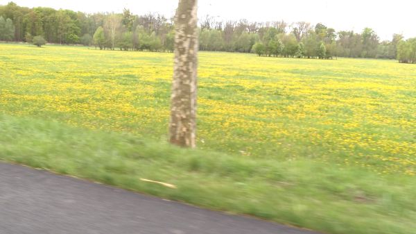 yellowflowers