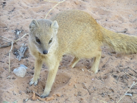 kmongoose