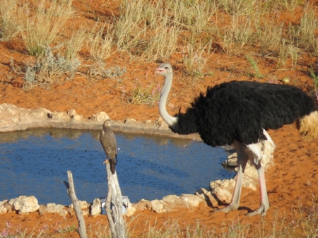 kostrich