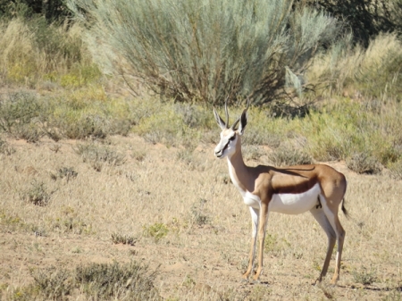 trspringbok1