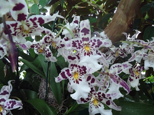 orchid5